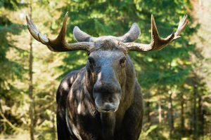 Moose bull (Alces alces) look straight at you with mean eyes. He is truely the king in this forest and will not take lightly on trespassers.