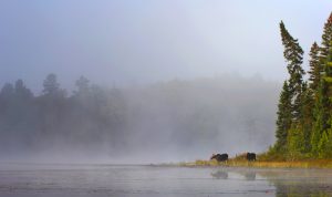 Moose in mist at lake's edge
