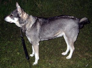 1024px-Jämthund
