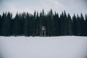 forest-690920_960_720