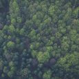 Vy över skog